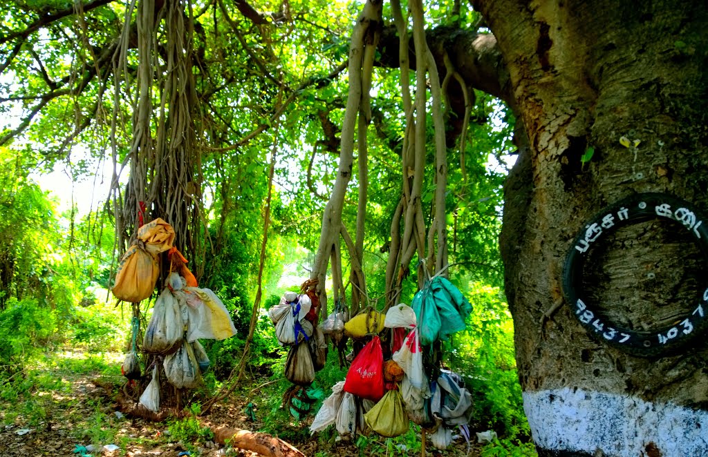 Sentiment Tree,Coimbatore, Tamil Nadu, India by Kamalakar Anthati