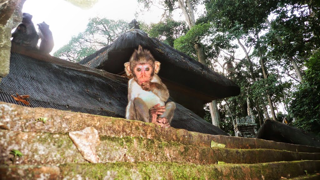 Ubud monkey forest by Jillipp