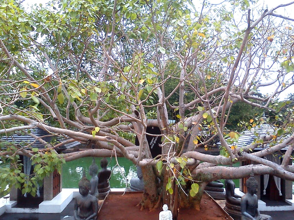 Boo Tree at Gangarama Seema Malakaya by Yoshan Bisanka