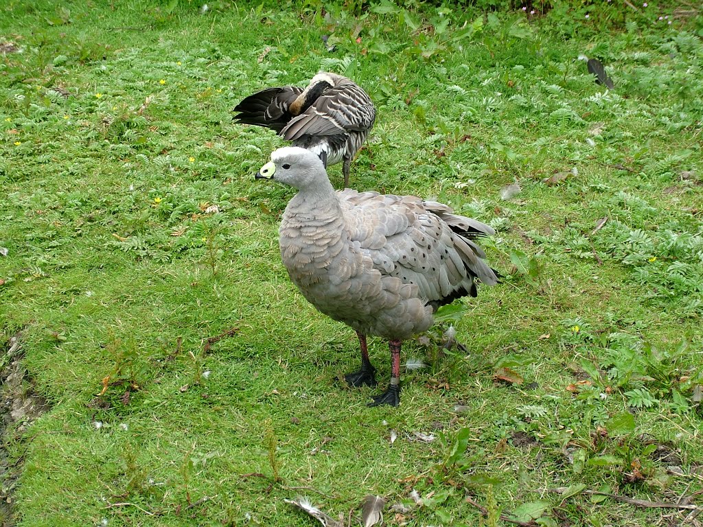 Cape barren goose by Alan Wynne Davies