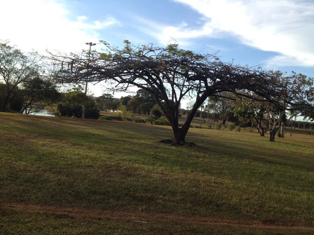 Flanboyant sem flores no Parque da Cidade - Brasília, Brasília - DF, Brasil by Dedé de Zé Luca