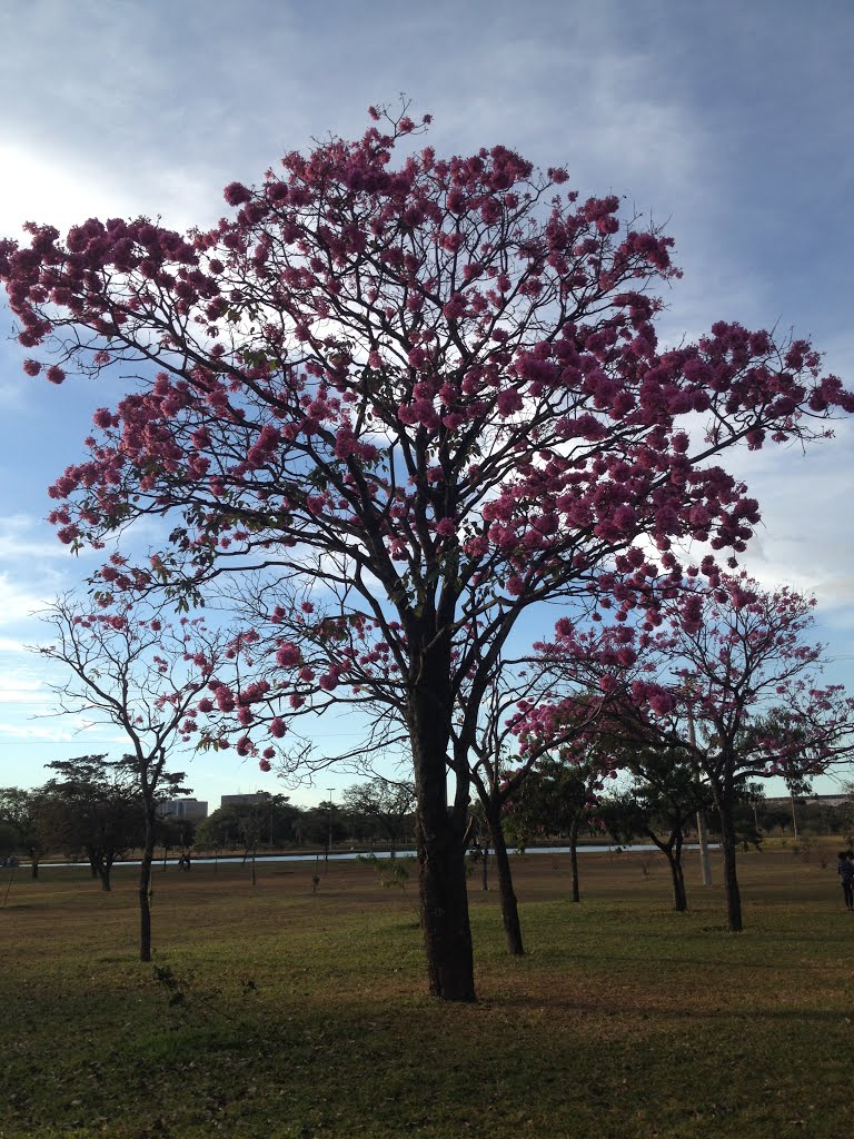 Ipê rosa no Parque da Cidade - Brasília, Brasília - DF, Brasil by Dedé de Zé Luca