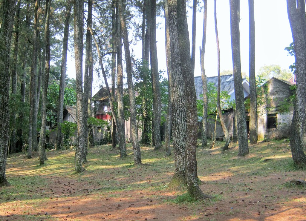 Taman Hutan Raya Ir. Djuanda Bandung by Devitapra