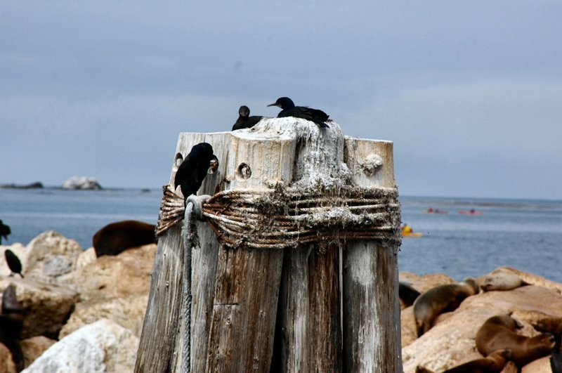 Monterey California by mariward