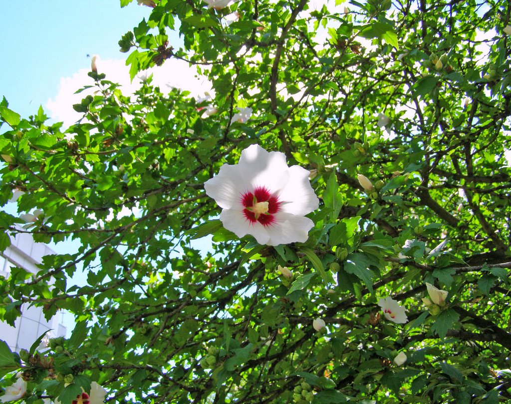 Hibiscus syriacus - дървовидна ружа by Ivan Hadjiyski