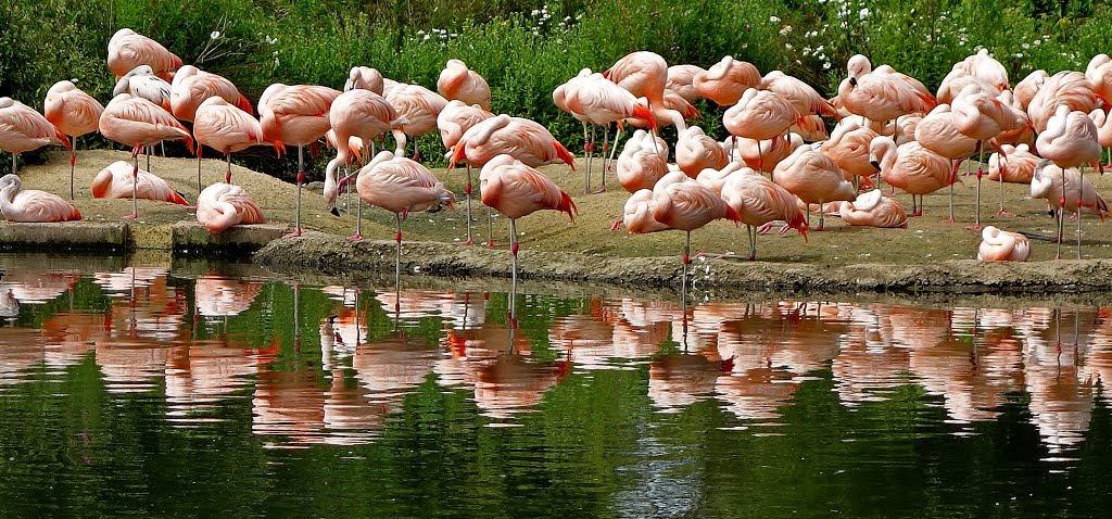 Flamingoes at Slimbridge by Anthony Davis