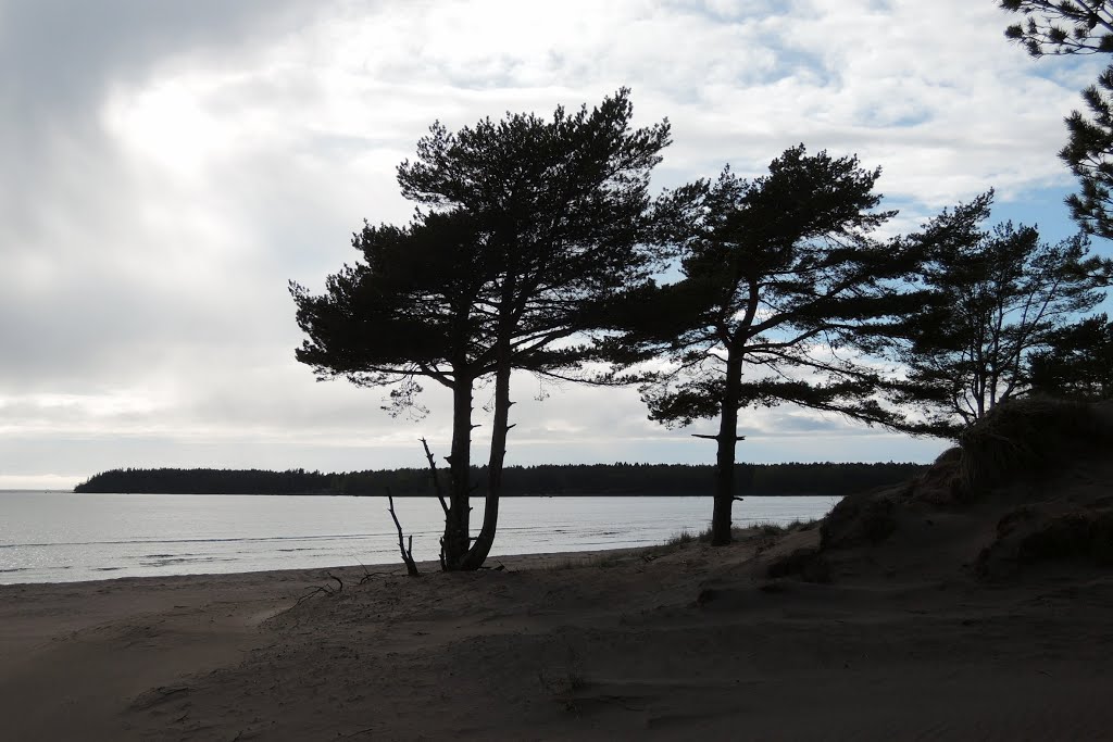 Yyteri beach pines by Petteri Kantokari