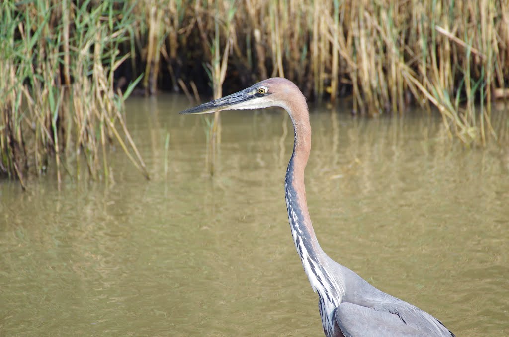 Purple Heron. Saint Lucia Estuary, Kwazulu Natal. South Africa by Pepe López Girón