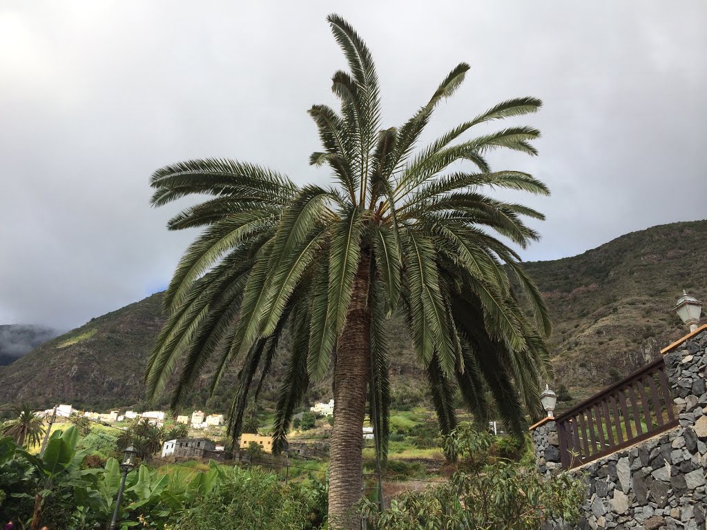 38829 Las Poyatas, Santa Cruz de Tenerife, Spain by Ropuh