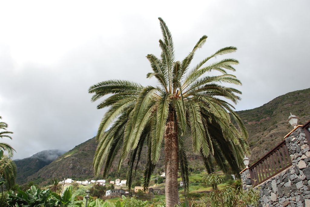 38829 Las Poyatas, Santa Cruz de Tenerife, Spain by Ropuh