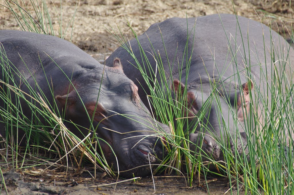 Hippos. Saint Lucia Estuary. Kwazulu Natal. South Africa. by Pepe López Girón