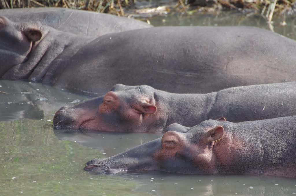 Hippos. Saint Lucia Estuary. Kwazulu Natal. South Africa. by Pepe López Girón