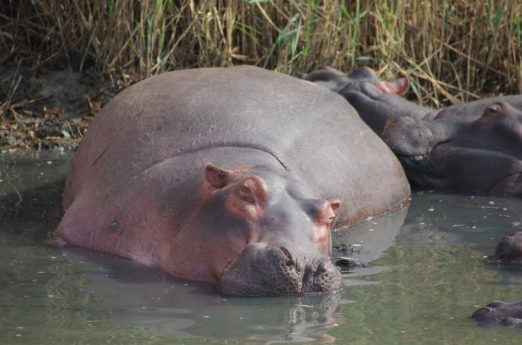 Hippos. Saint Lucia Estuary. Kwazulu Natal. South Africa. by Pepe López Girón