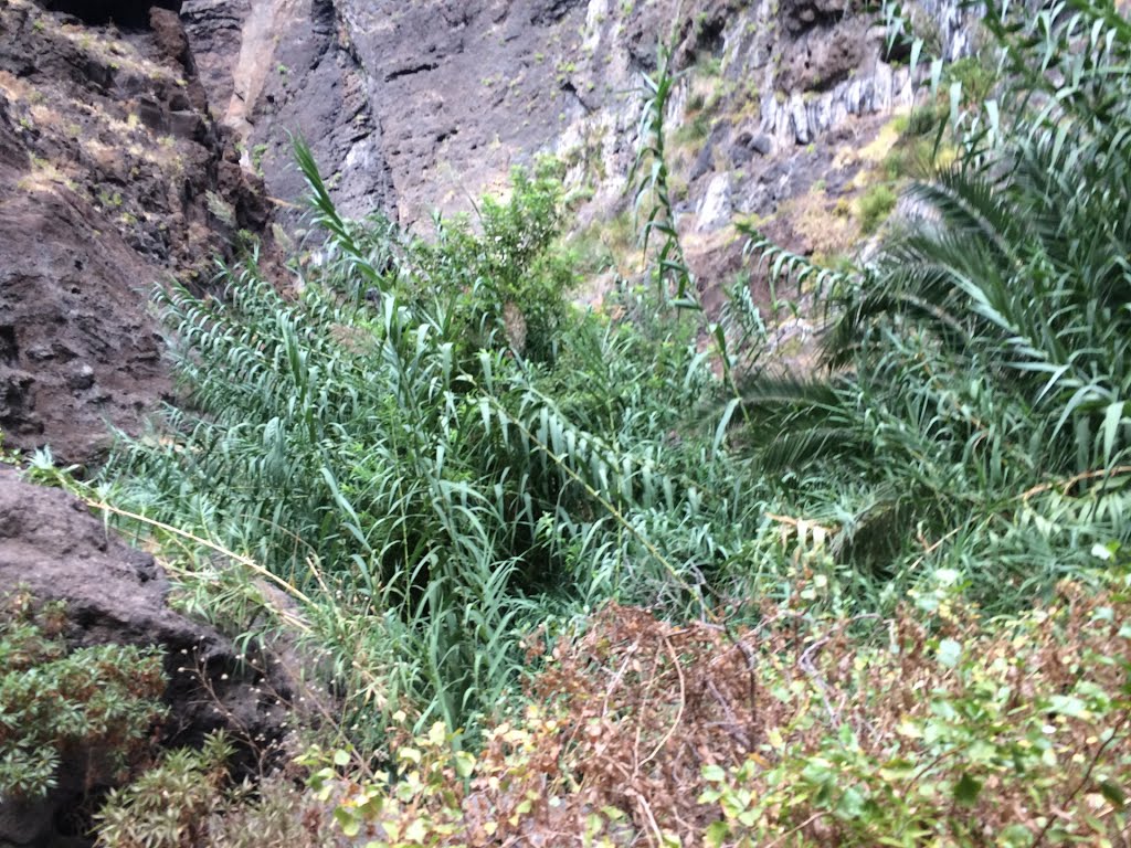 Buenavista del Norte, Santa Cruz de Tenerife, Spain by Ropuh