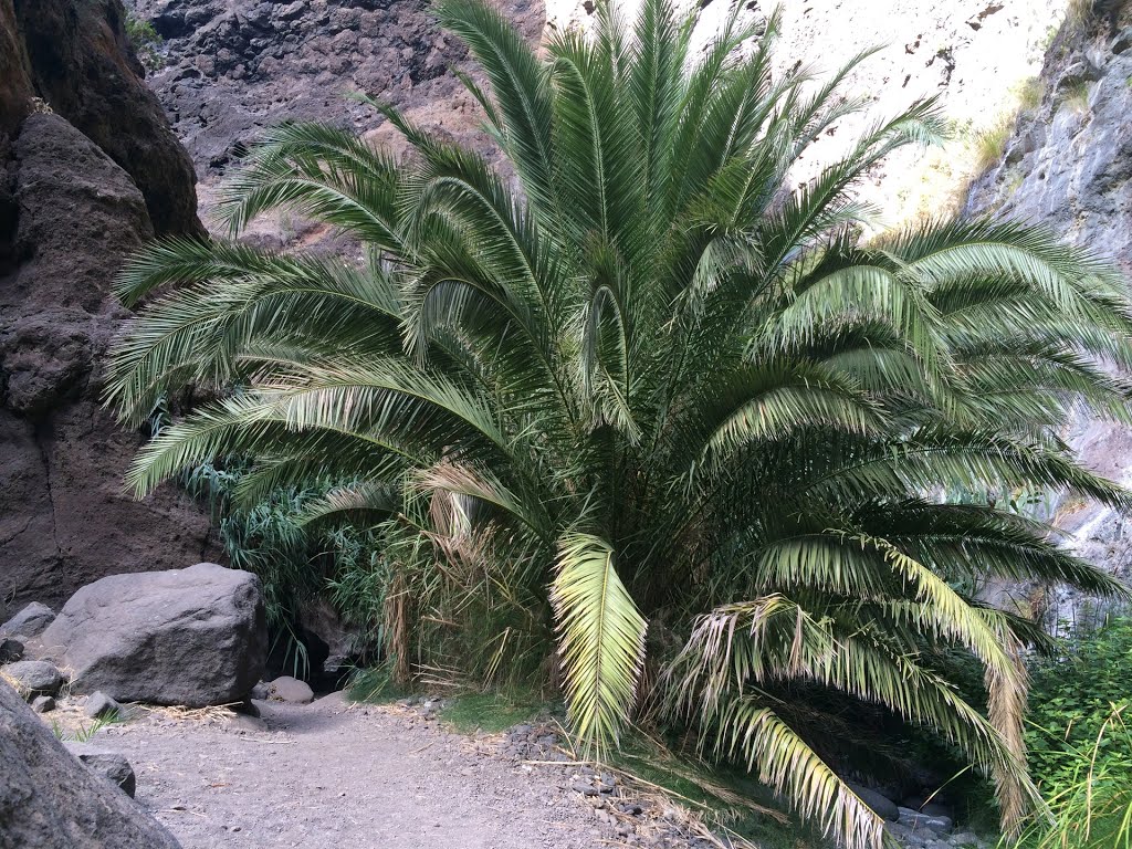 Buenavista del Norte, Santa Cruz de Tenerife, Spain by Ropuh