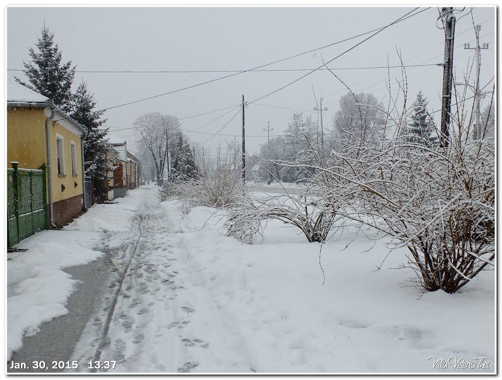 Tét Fő u. 26. előtti aranyvessző bokrok - 30.1.2015 by Villa Veteris Thet