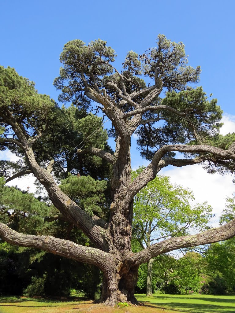 Ropey Tree at Osborne House, Isle of Wight by Mark-Treby