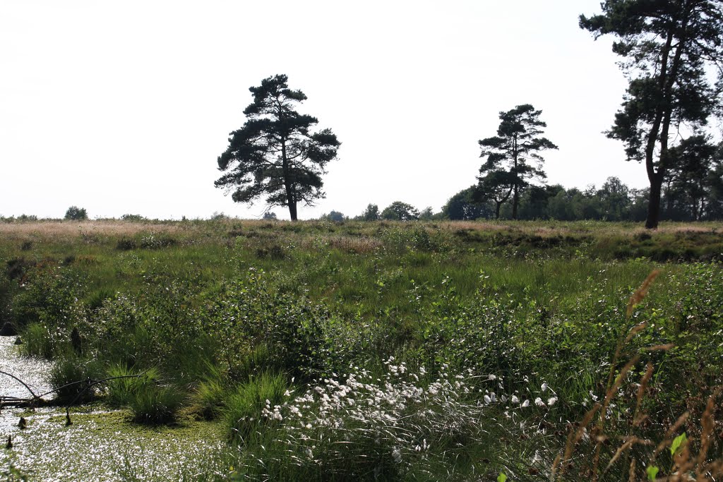 Venner Moor by Stefania Ferrum