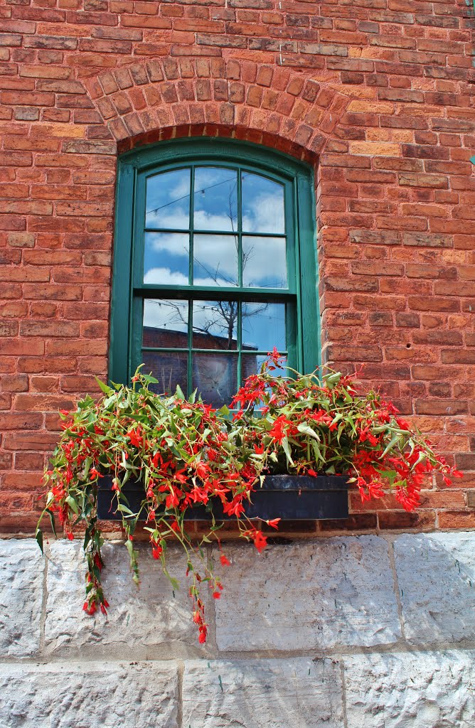 A Window Box Planter at the Distillery District in Toronto. by Red Meadows