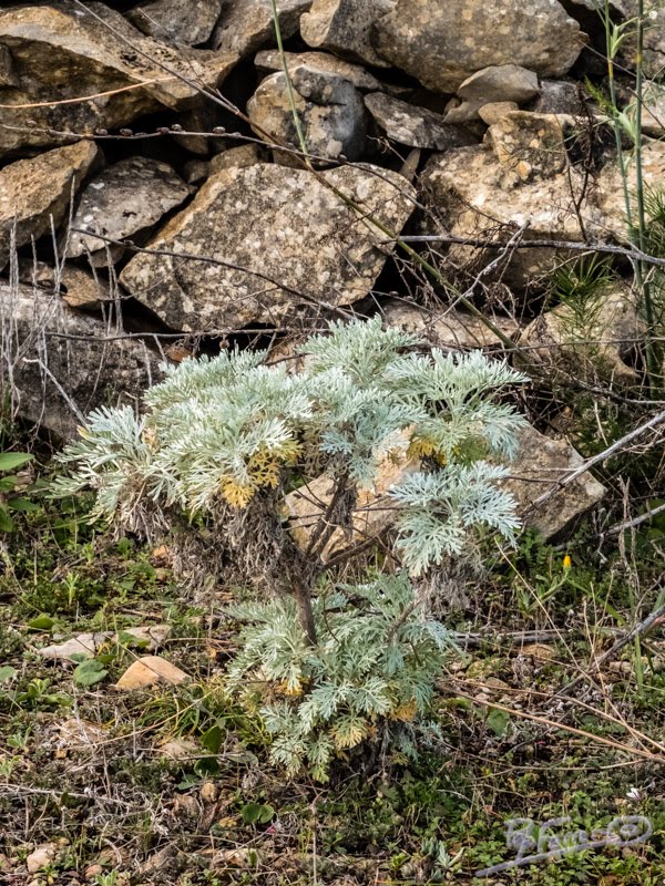 Artemisia arborescens by Jose Ferrer