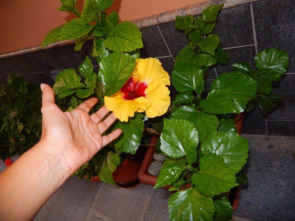 Hibiscus gigante, Fardella, Italia by Sandra Pires