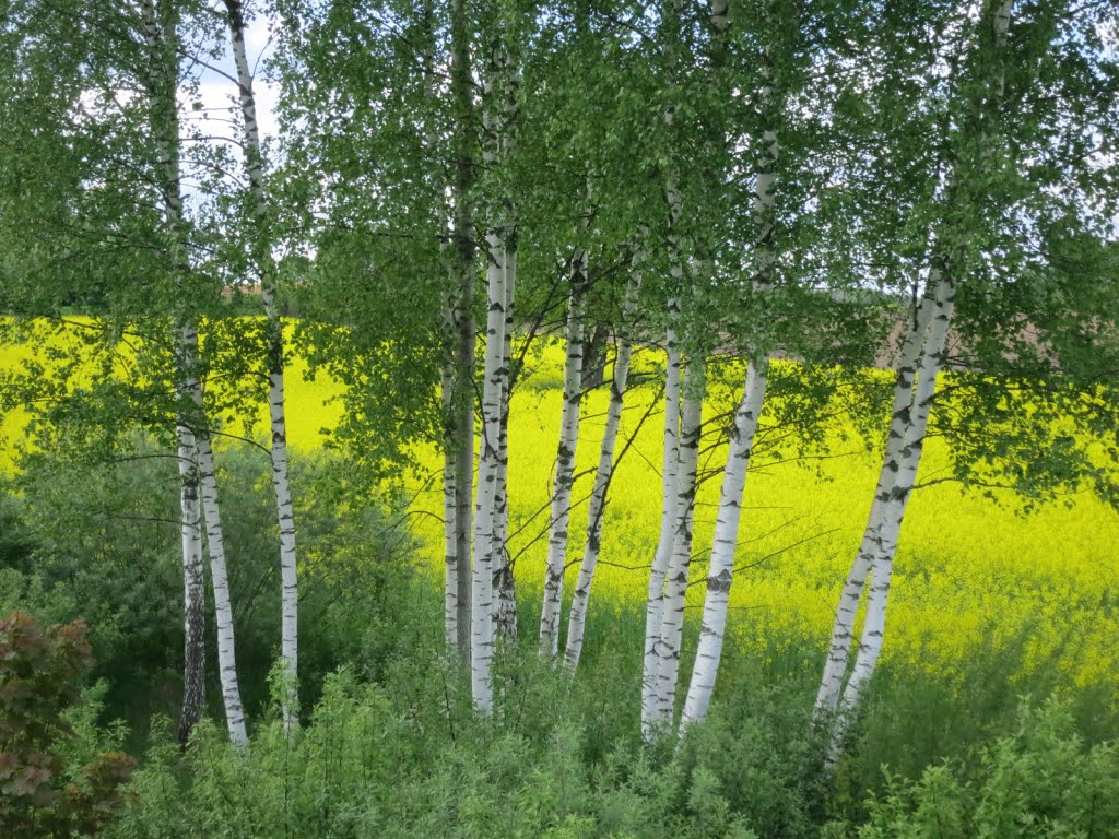 Raiskuma pagasts, Latvia by Nikolaus Thieme