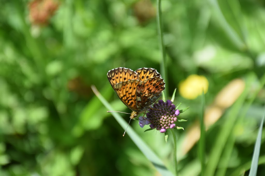 Butterfly by Aaron Kissel