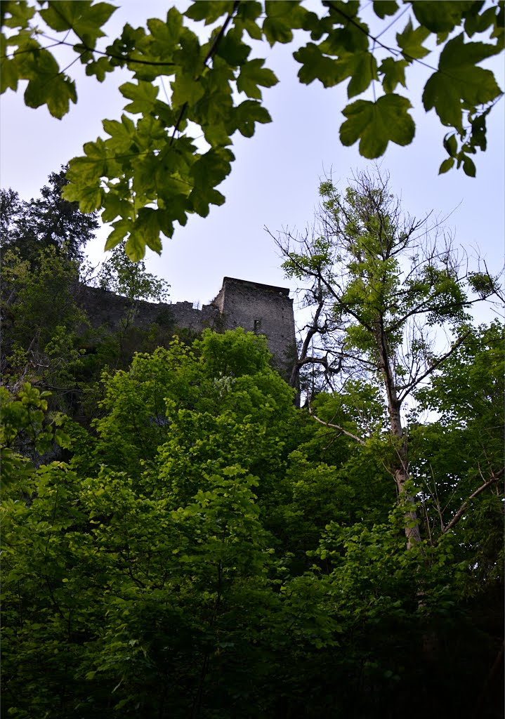 Ruine Kammerstein by Normann Steidl