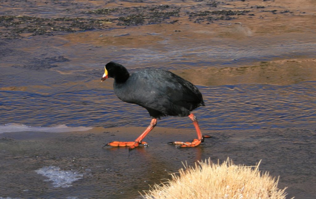 Tagua gigante en el río Putana. Camina sobre el agua congelada. by Fernando García Toso