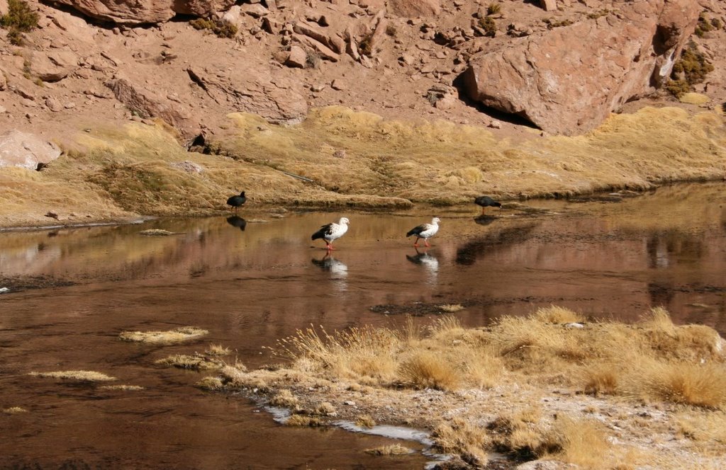 Gansos en el Río Putana by Fernando García Toso