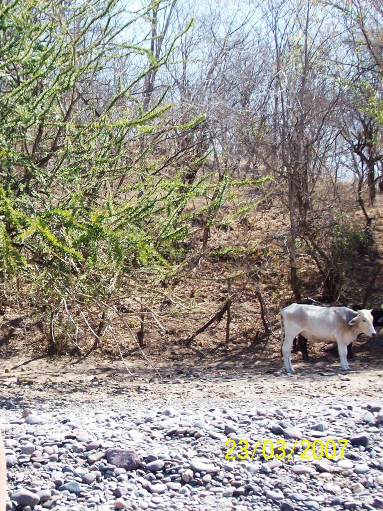 VACA EN EL CERRO, CERCA DEL RIO, TIQUICHEO by JAFET