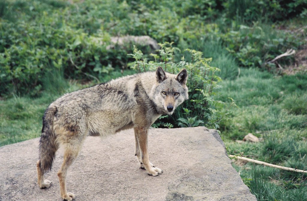 Loups de Chabrières by Parisot Martine