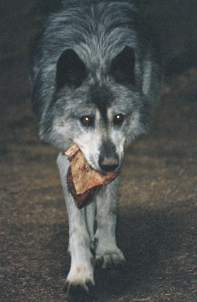 Loups de Chabrières by Parisot Martine