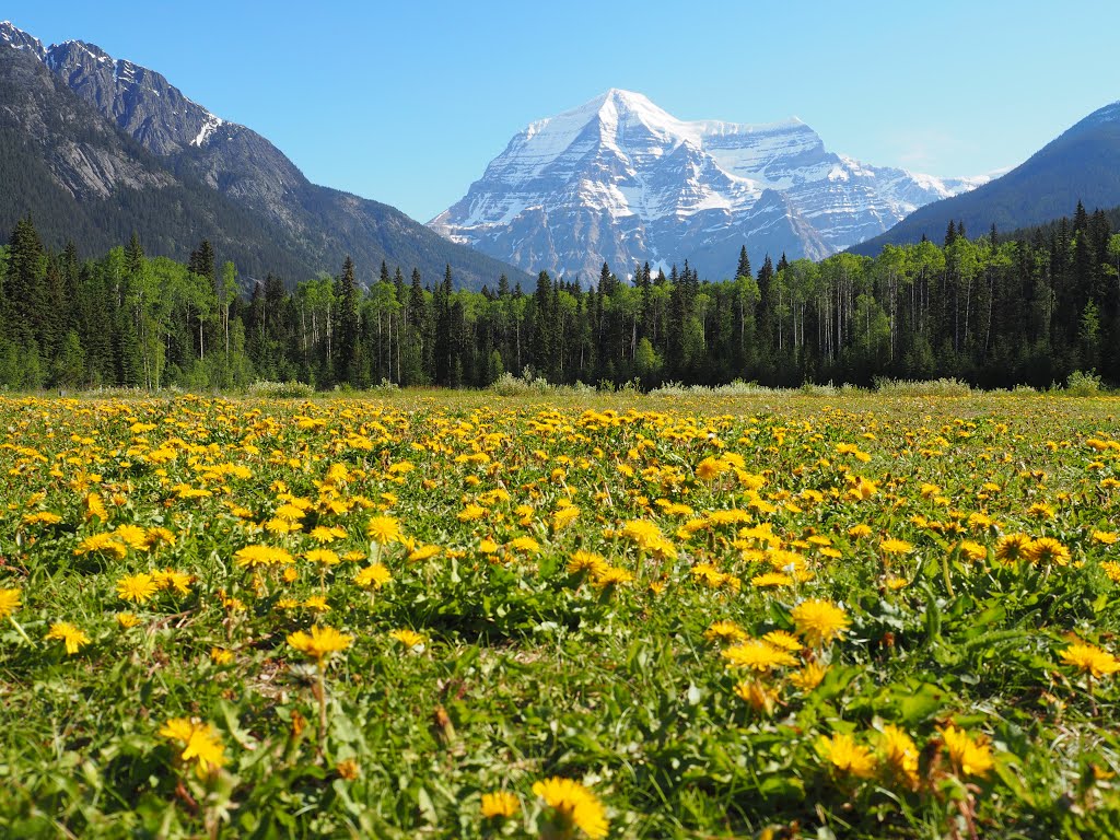 Mount Robson in spring, a postcard at every angle by David Braid