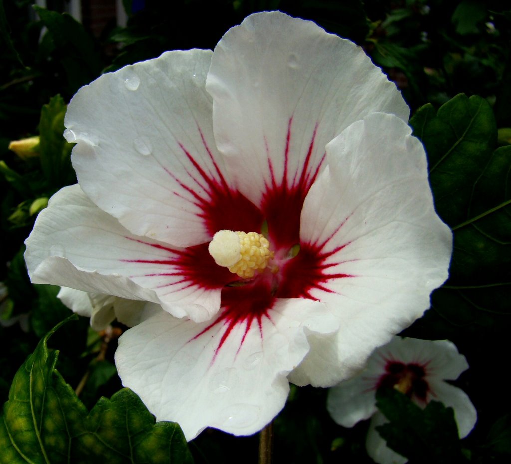 Tuinhibiscus of Altheastruik (Hibiscus syriacus) by uaf