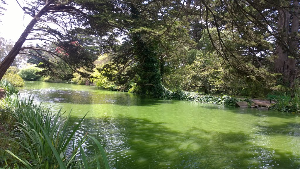 Golden Gate Park, San Francisco, CA, USA by f(x)