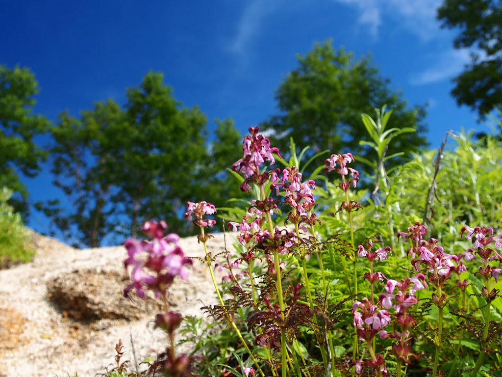 Pedicularis japonica by 樋口友克