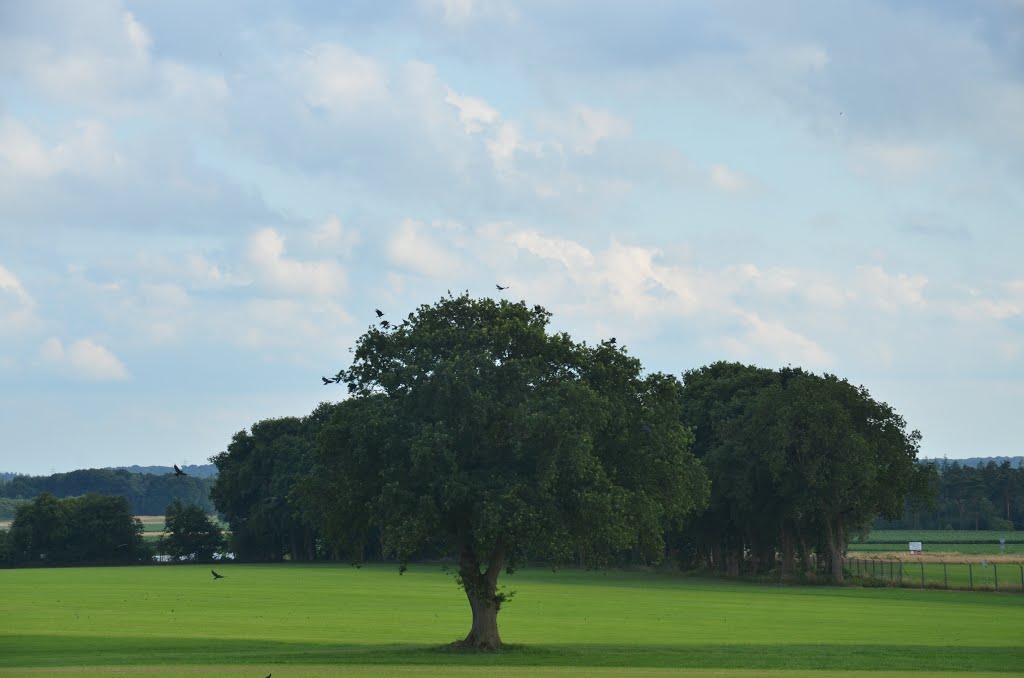 Veluwe - 2015 by StevenL