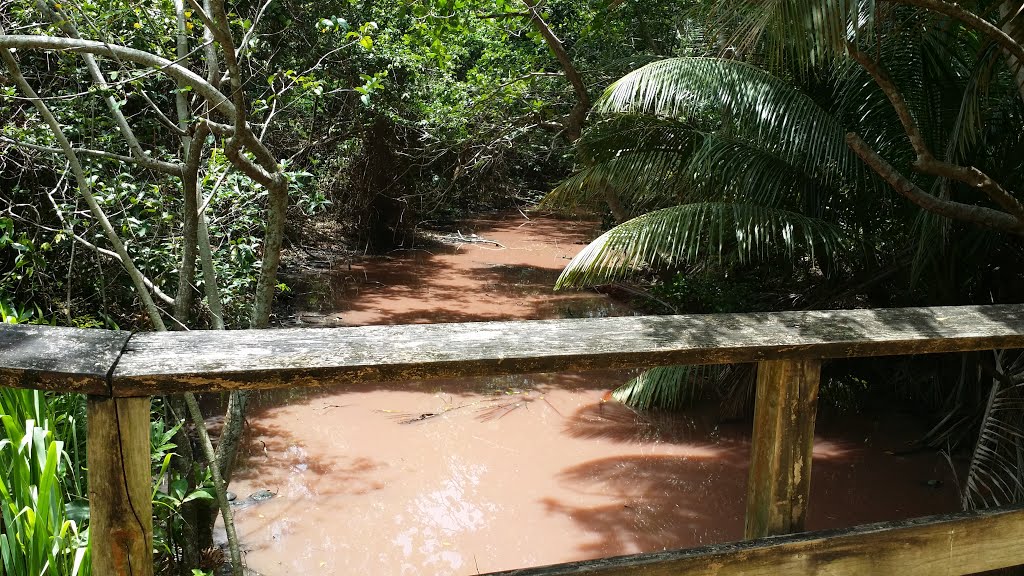 Río Abajo, Humacao, Puerto Rico by Lee Anderson