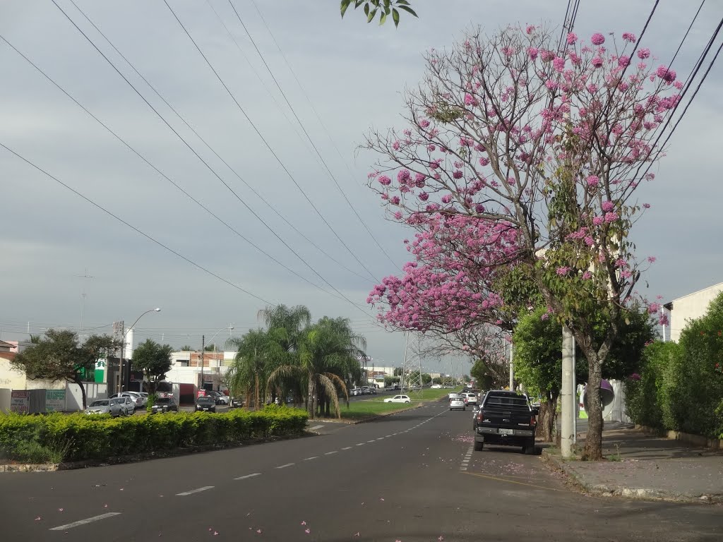 Ipê roxo na av. eliezer magalhães by valdecir costa da si…