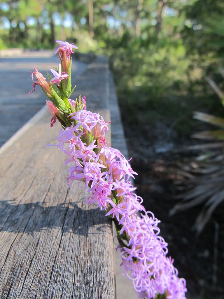 Purple Blooms Along the Boardwalk by hlh1977