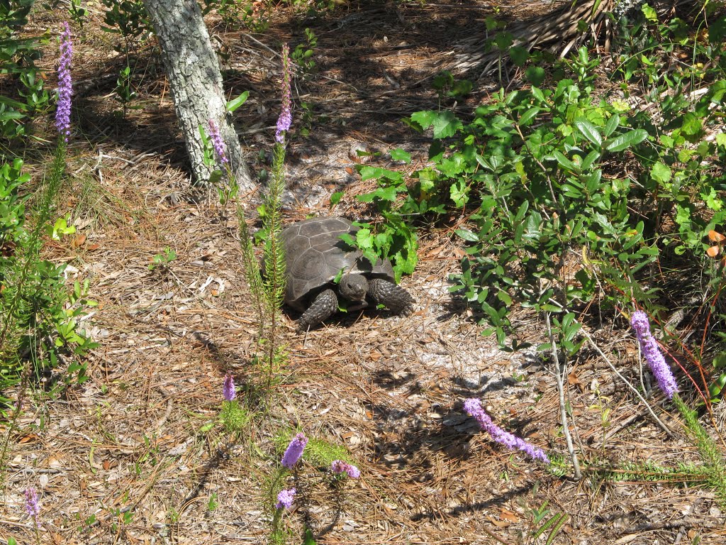 Gopher Tortoise by hlh1977