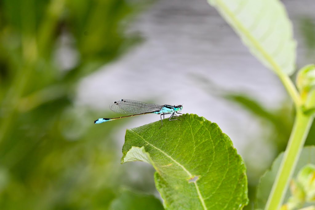 Gemeine Becherjungfer Enallagma cyathigerum by Jürgen Lange