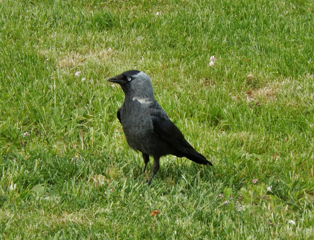 Western Jackdaw. Галка. by Igor Volkhov 2