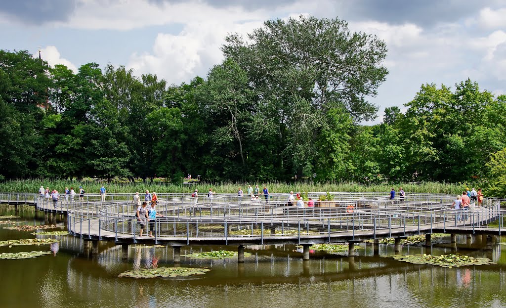 Seerosen im Optikpark by Rene aus Magdeburg