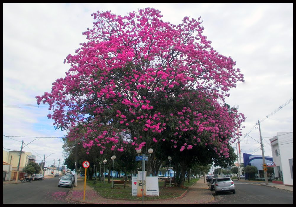 Ipê Roxo (Tabeuia Impetiginosa). by Zekinha