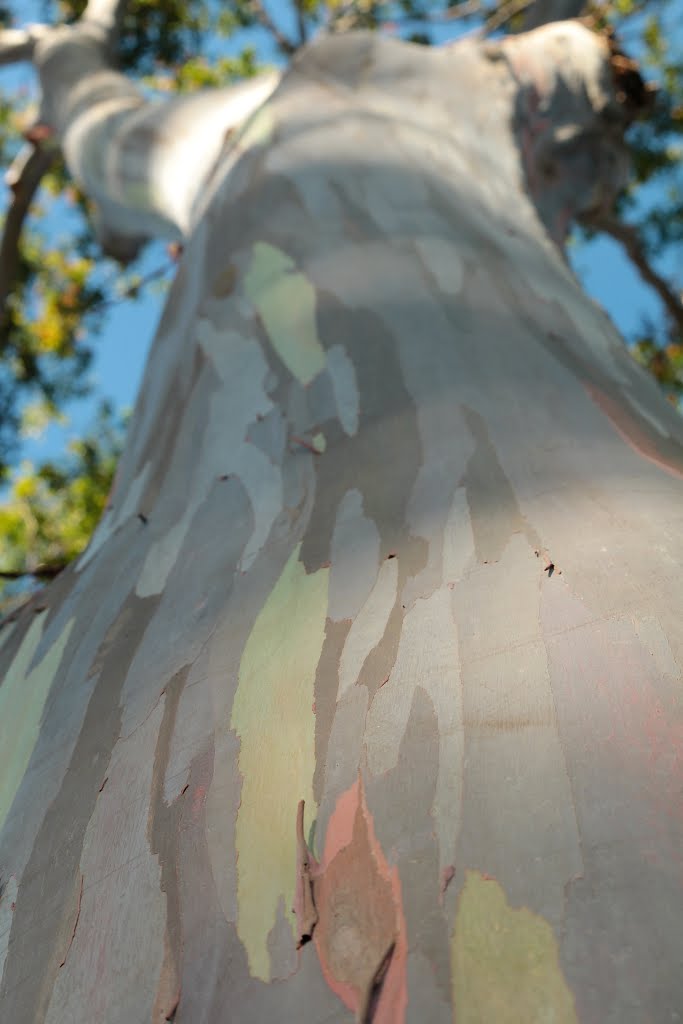 Eucalyptus Deglupta Tree. Dole Plantation, Plantation Rd, Wahiawa by Bob Linsdell