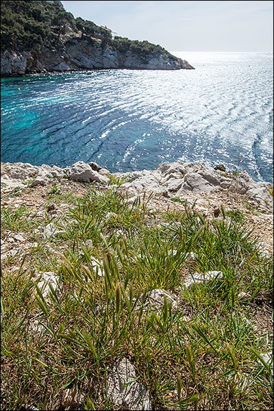 11.2200=1310-4 Pelouses rases à petites annuelles subhalophiles à Hordeum marinum Bouches-du-Rhône by Alain Lagrave