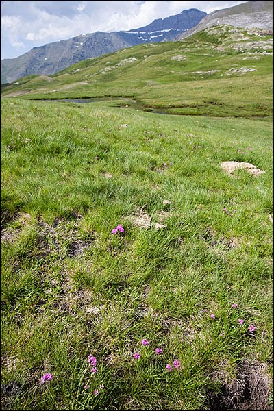 36. 3110=6230-15 Pelouses acidiphiles montagnardes des Pyrénées à Silene suecica Hautes-Pyrénées by Alain Lagrave