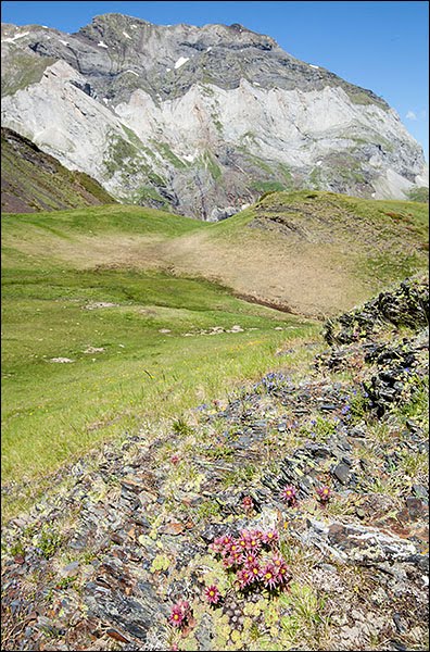 62.3000=8230-3 Pelouses pionnières montagnardes à subalpines des dalles siliceuses à Sempervivum montanum Hautes-Pyrénées by Alain Lagrave